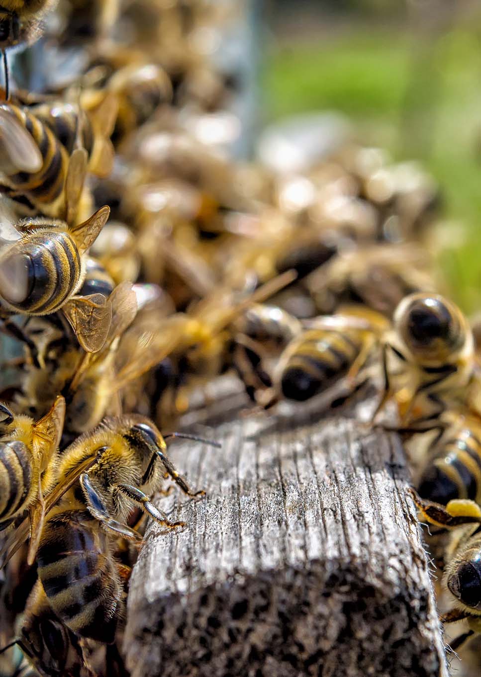 Βιολογικό μέλι